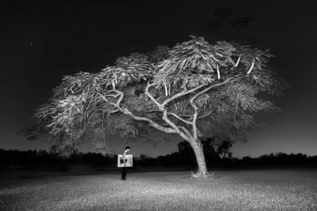 Favorite Poinciana